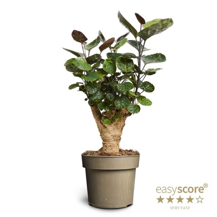 POLYSCIAS BALFOURIANA 'FABIAN', D 17