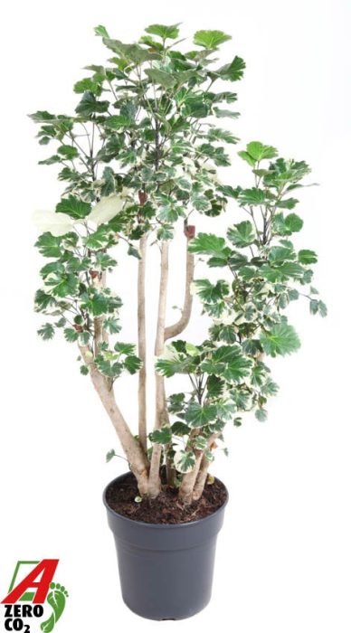 Polyscias Balfouriana vertakt P27, D 27