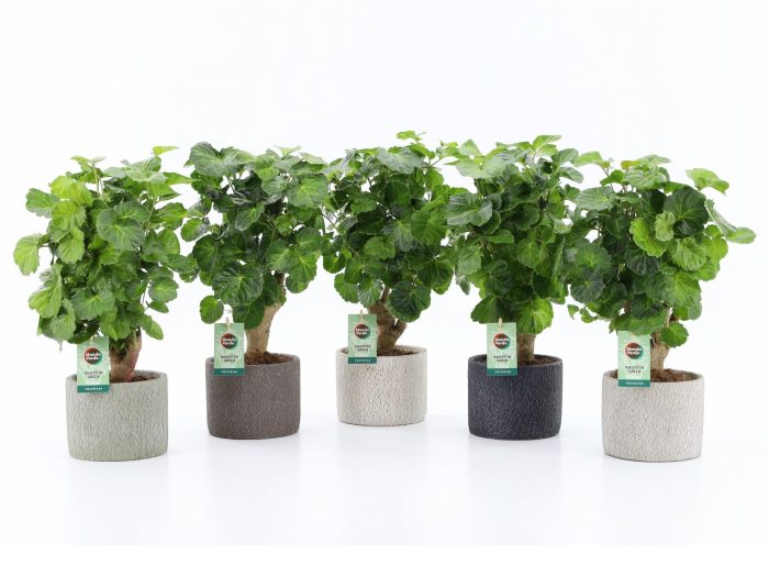 Polyscias Green Lemon in Classic Stone, D 14