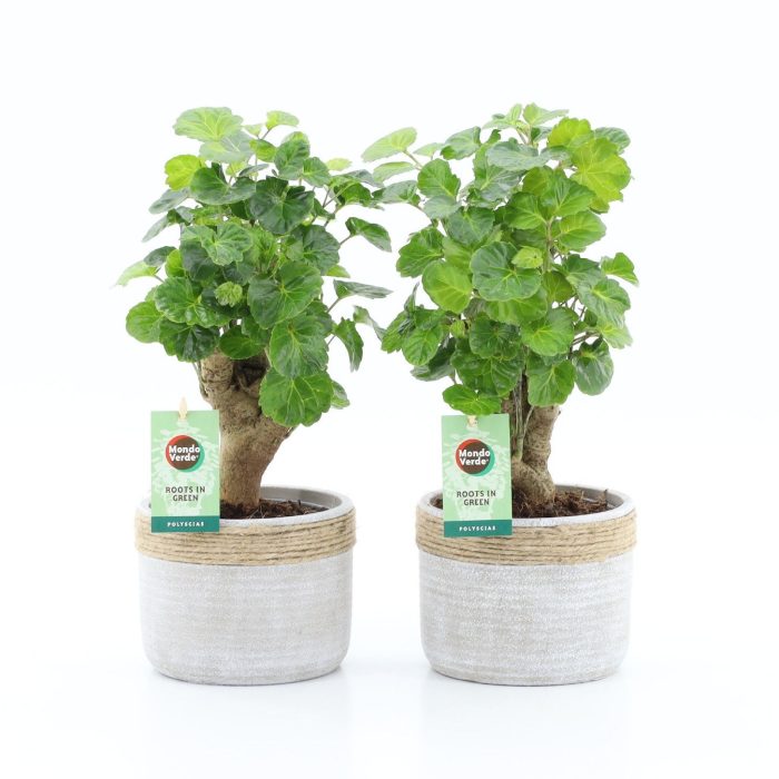 Polyscias Green Lemon in Sturdy, D 13