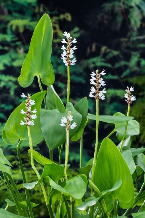 Pontederia cordata 'Alba' (18x18), D 18