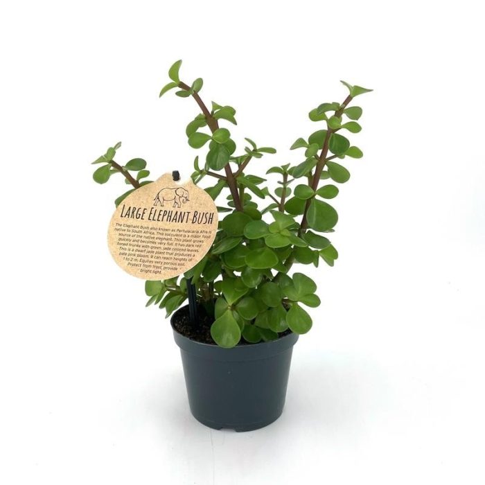 PORTULACARIA AFRA 'Elephant Bush', D 12