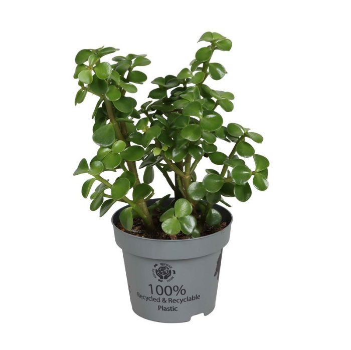 PORTULACARIA AFRA 'Elephant bush', D 12