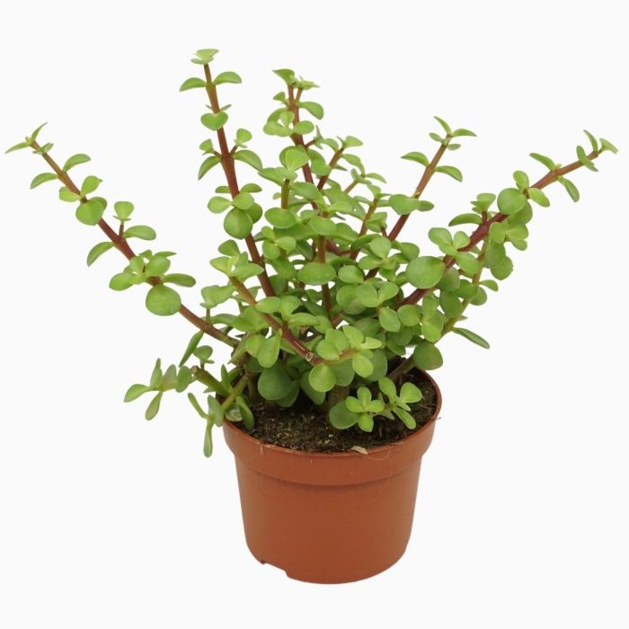 Portulacaria afra groen 10,5 cm, D 10,5