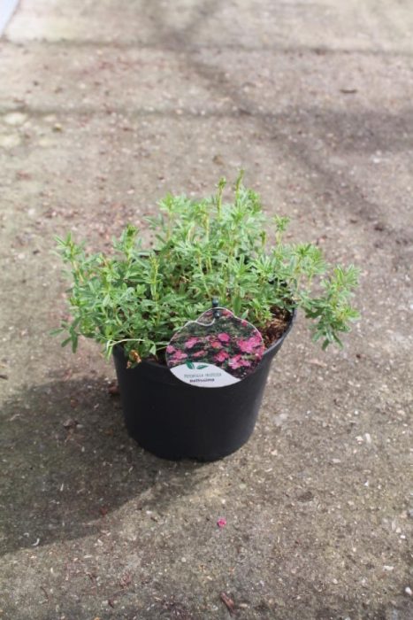 Potentilla f. Bellissima, D 19