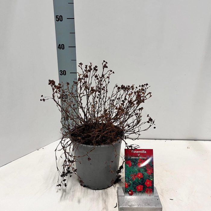 Potentilla frut. 'Red Ace', D 17