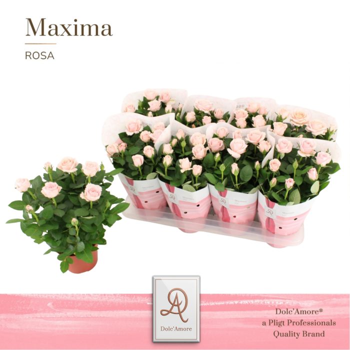 Potroos Infinity Princess P14 Dolc'Amore® Maxima, D 14