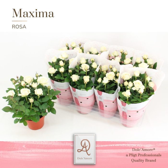 Potroos Infinity White P14 Dolc'Amore® Maxima, D 14