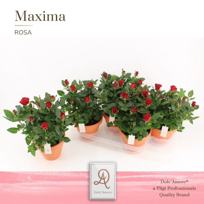 Potroos Rood P14 Dolc'Amore® Terracotta Keramiek, D 14