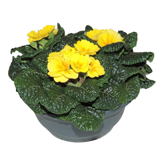 Primula Acaulis Geel Schaal 19 cm, D 19