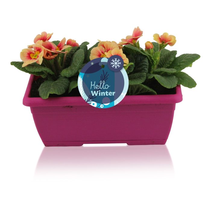 Primula Acaulis in Roze Duobakje, D 25