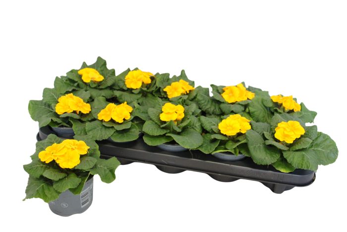Primula acaulis Orange 10,5 cm, D 10