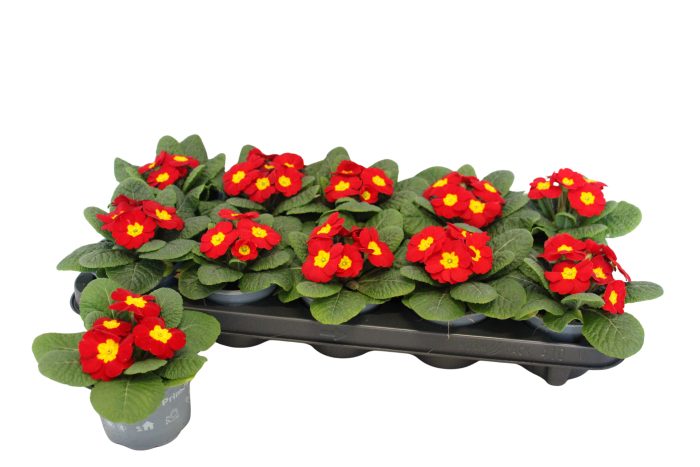 Primula acaulis Red 10,5 cm, D 10