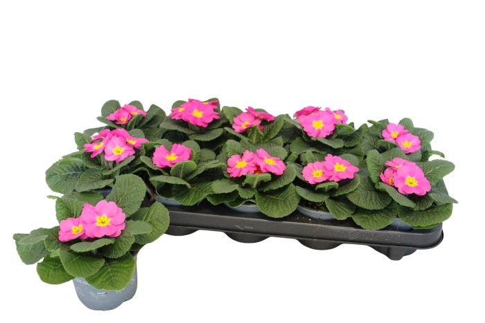 Primula acaulis Rose 10,5 cm, D 10,5