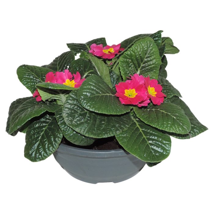 Primula Acaulis Roze Schaal 19 cm, D 19