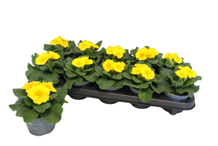 Primula acaulis Yellow 10,5 cm, D 10