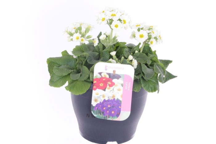 Primula elatior Veristar Late White, D 23