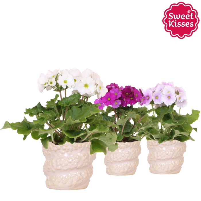 Primula Obconica Sweet Kisses mix in Octopus pot, D 12