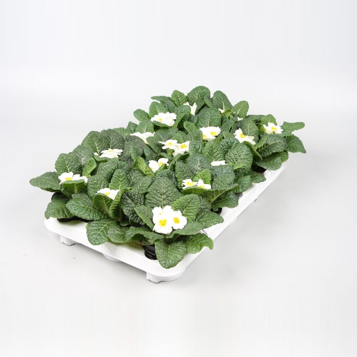 Primula WIT, D 10,5