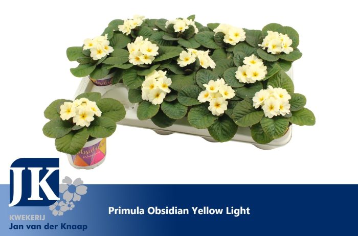 Primula Yellow Winterhard, D 12