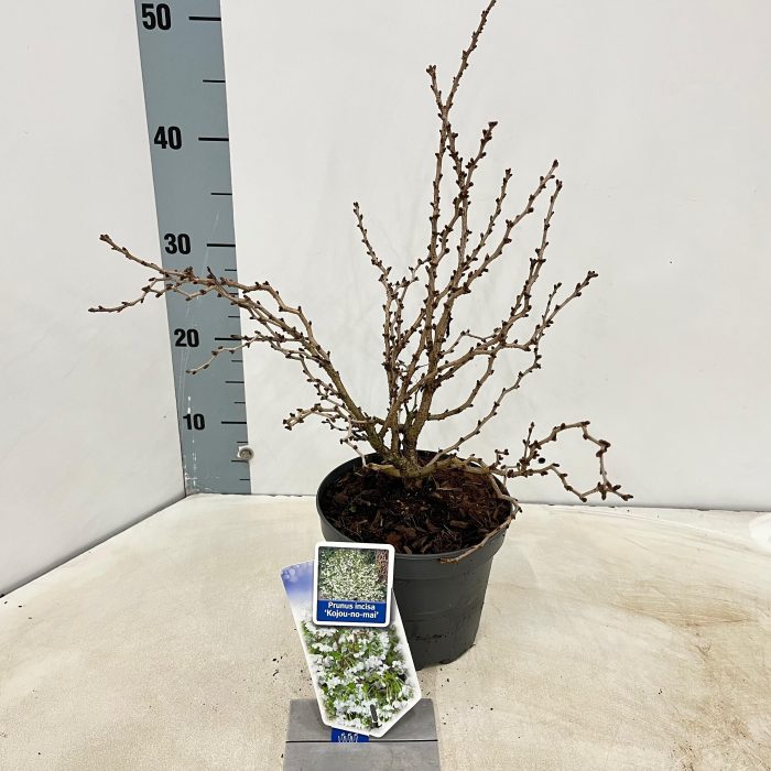 Prunus incisa 'Kojou-no-mai', D 17