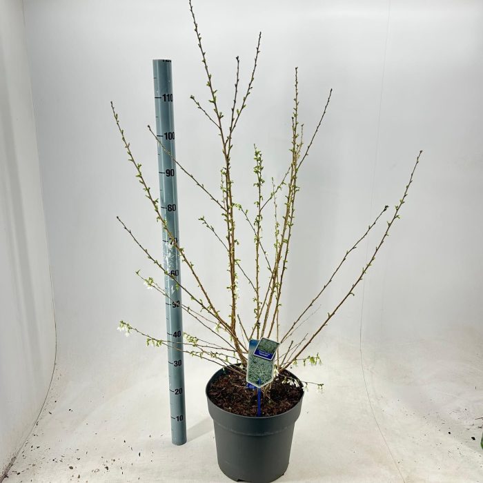Prunus incisa 'Yamadei', D 32