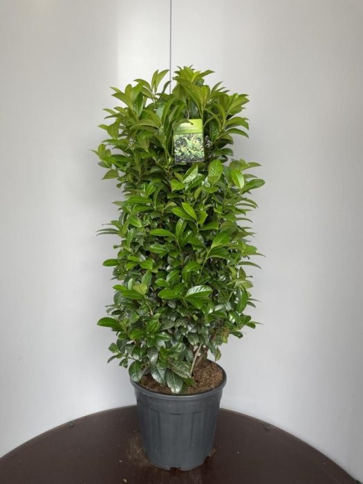Prunus l. 'Ani', D 32