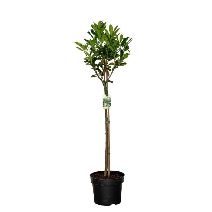 Prunus l. 'Caucasica', bol, D 28