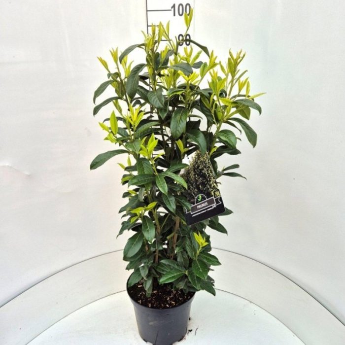 Prunus l. Genolia, D 29