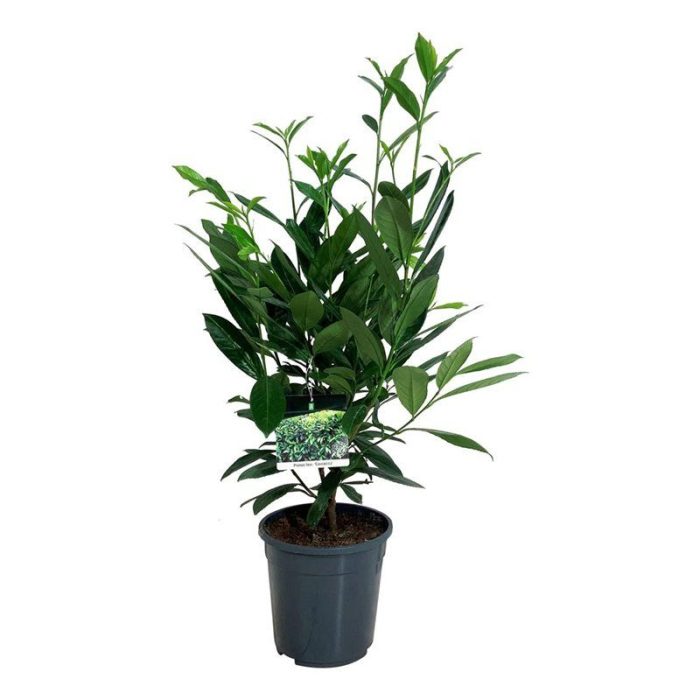Prunus laur. 'Caucasica', D 24
