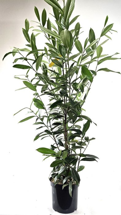 Prunus laur. 'Caucasica' 125-, D 26