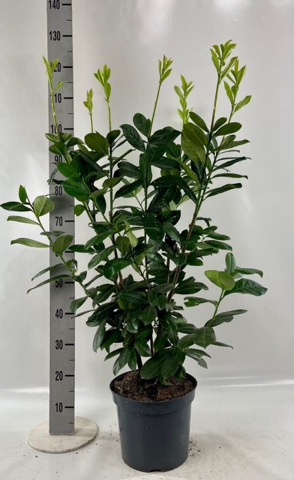 Prunus laur. 'Novitae' 100-125 cm, D 26