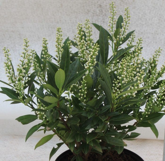 Prunus laur. 'Otto Luyken' 40-50cm, D 23