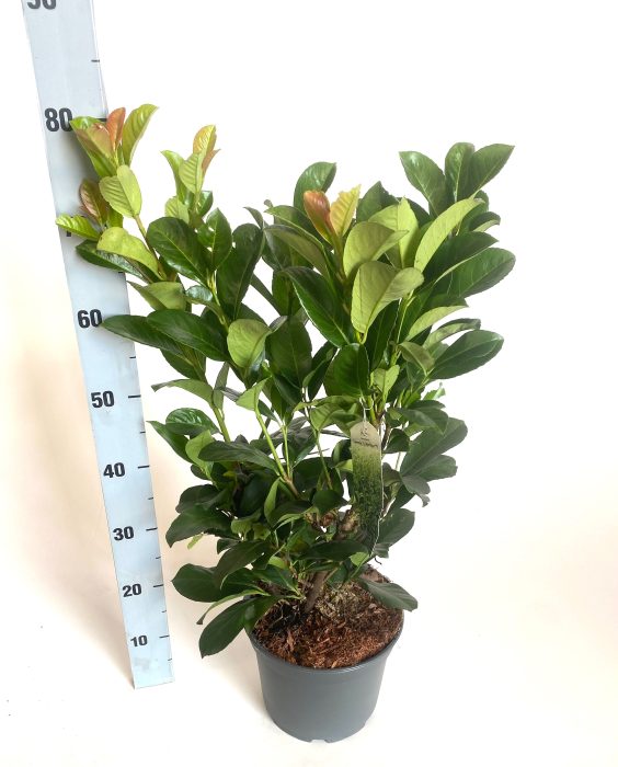 Prunus laurco. Etna, D 23