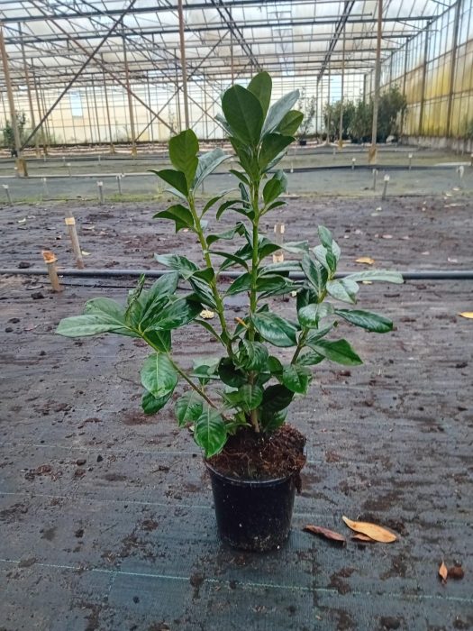 Prunus laurocerasus 'Rotundifolia', D 17