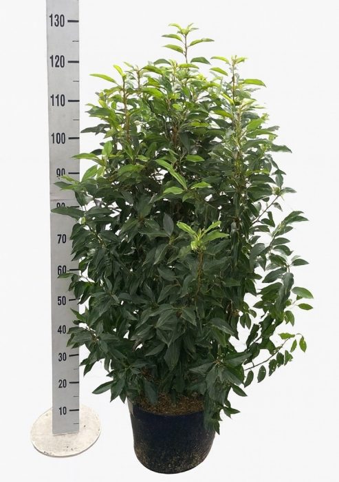 Prunus lus. 'Angustifolia' 80-100, D 31