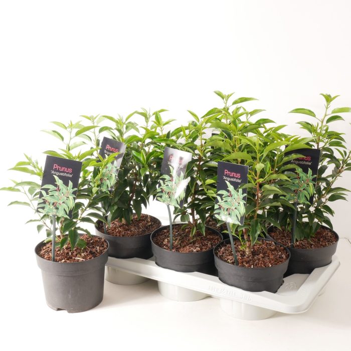 Prunus lusitanica 'Angustfolia' P17, D 17