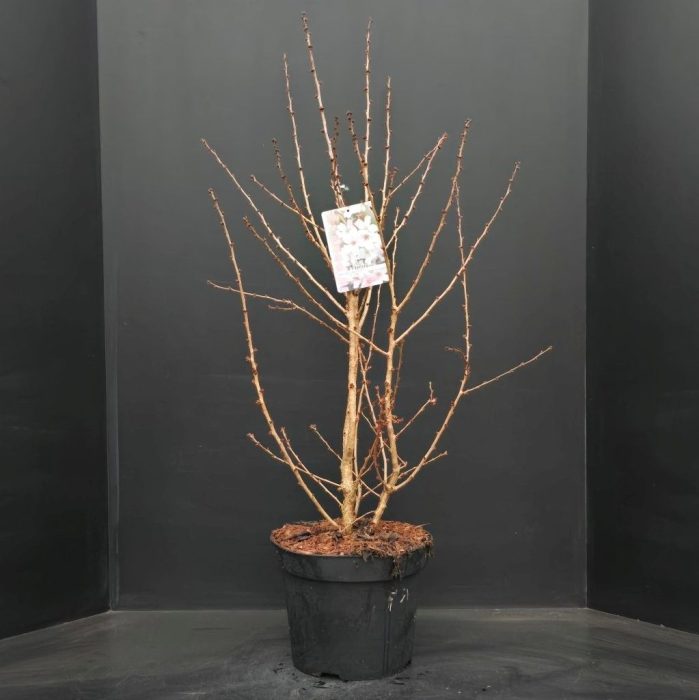 Prunus nipponica Brillant, D 29
