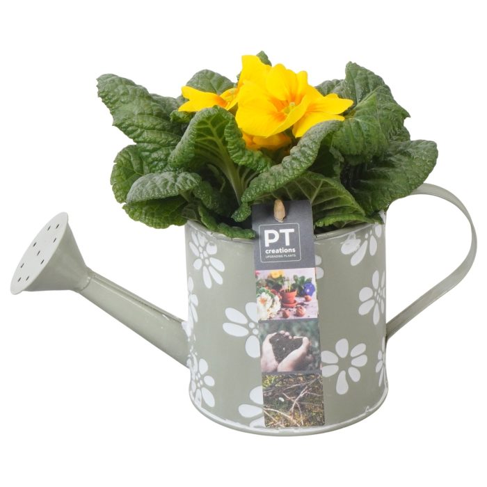 PTBM3757 Arrangement Flower Bulbs Mix in metalen gieter, D 11