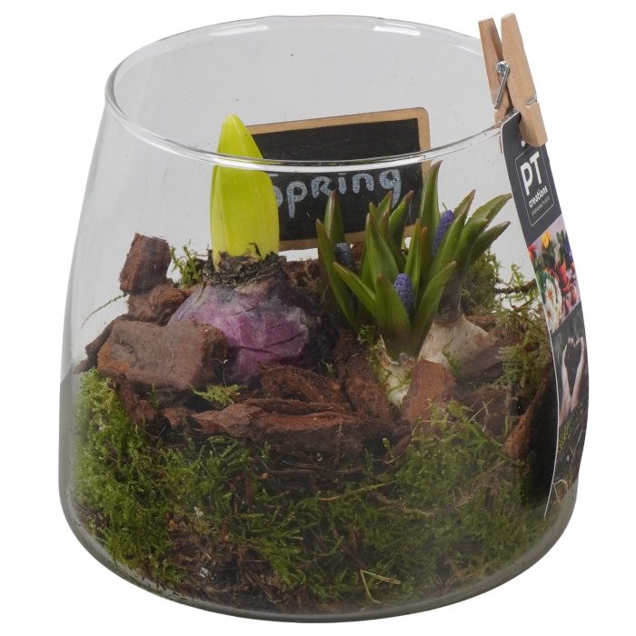 PTBM3939 Arrangement Flower Bulbs Mix in glazen vaas, D 14