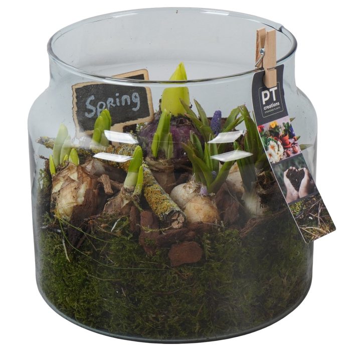 PTBM3953 Arrangement Flower Bulbs Mix in glazen vaas, D 19