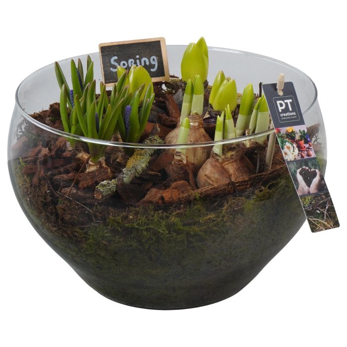 PTBM3958 Arrangement Flower Bulbs Mix in glas schaal, D 23