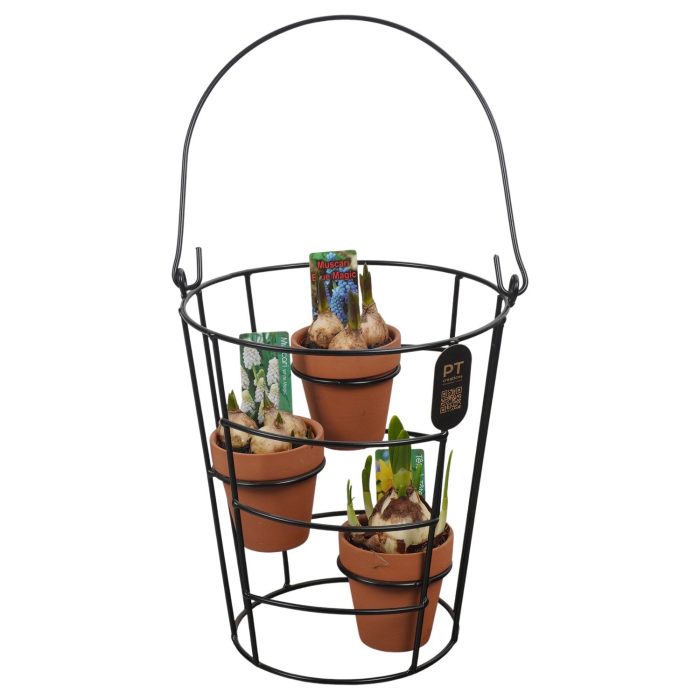 PTBM3959 Arrangement Flower Bulbs Mix in metaal met terracotta potjes, D 19