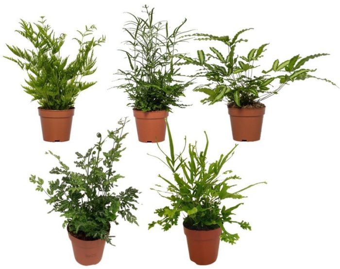 Pteris mix, D 12