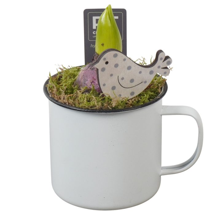 PTHC9129 Arrangement Hyacints in zink pot, D 10