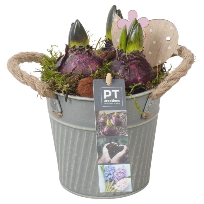 PTHC9151 Arrangement Hyacints in zink pot, D 13