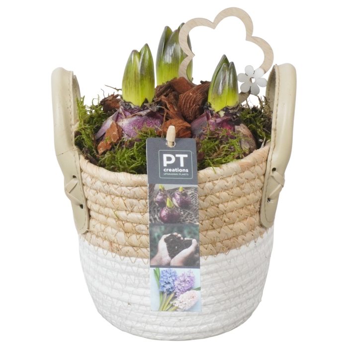 PTHC9158 Arrangement Hyacints in riet mand, D 14