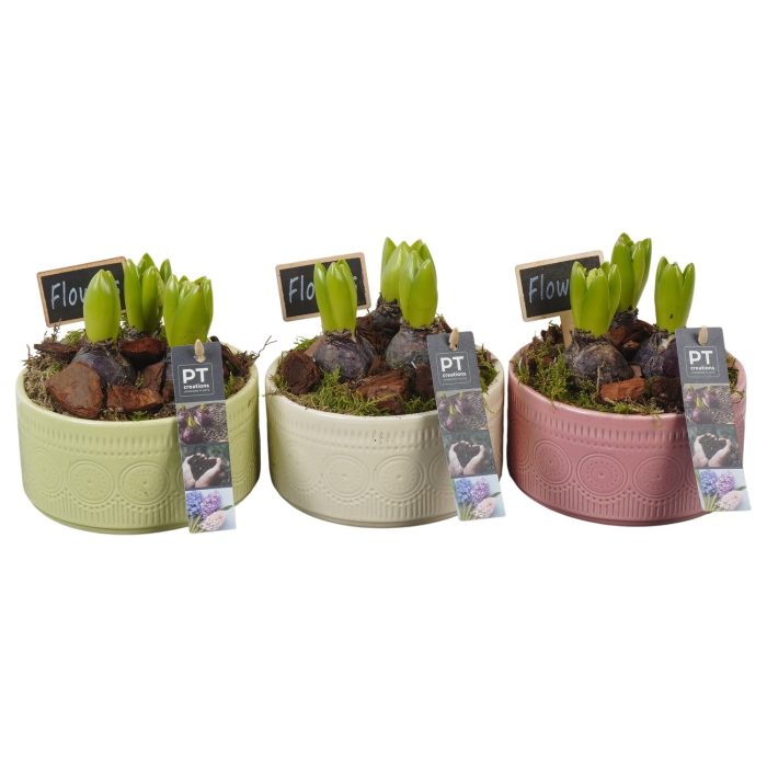 PTHC9192 Arrangement Hyacints in keramiek mix, D 15