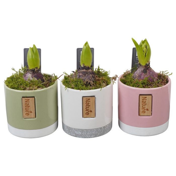 PTHC9193 Arrangement Hyacints in keramiek mix, D 11