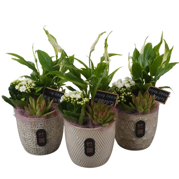 PTIB5193 Arrangement Indoor in keramiek pot, D 12